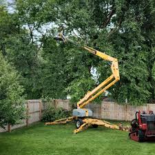 Best Residential Tree Removal  in Maysville, MO