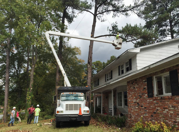 Maysville, MO Tree Removal Services Company