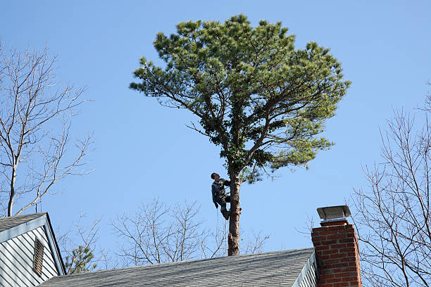 Best Residential Tree Removal  in Maysville, MO