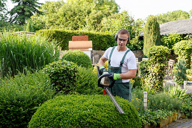 How Our Tree Care Process Works  in  Maysville, MO